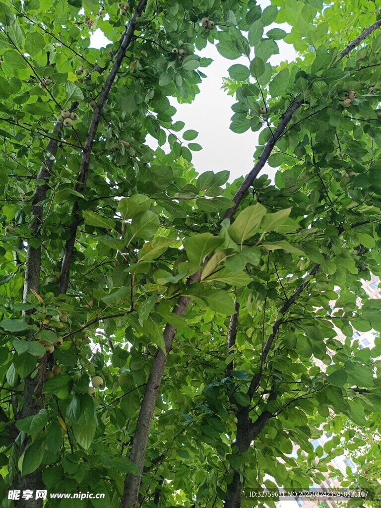 繁茂绿叶间的清新景致