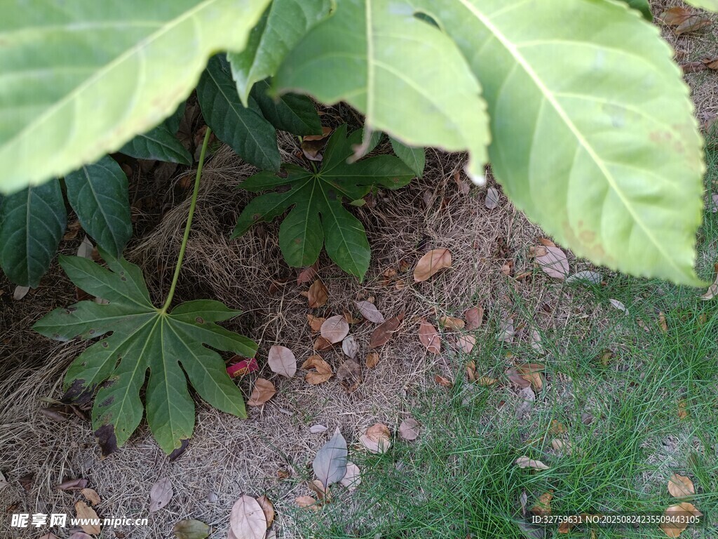 绿叶植物根部特写