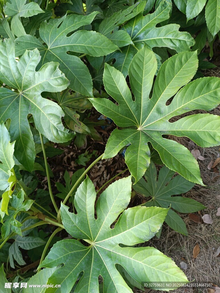 绿叶繁茂的植物景观