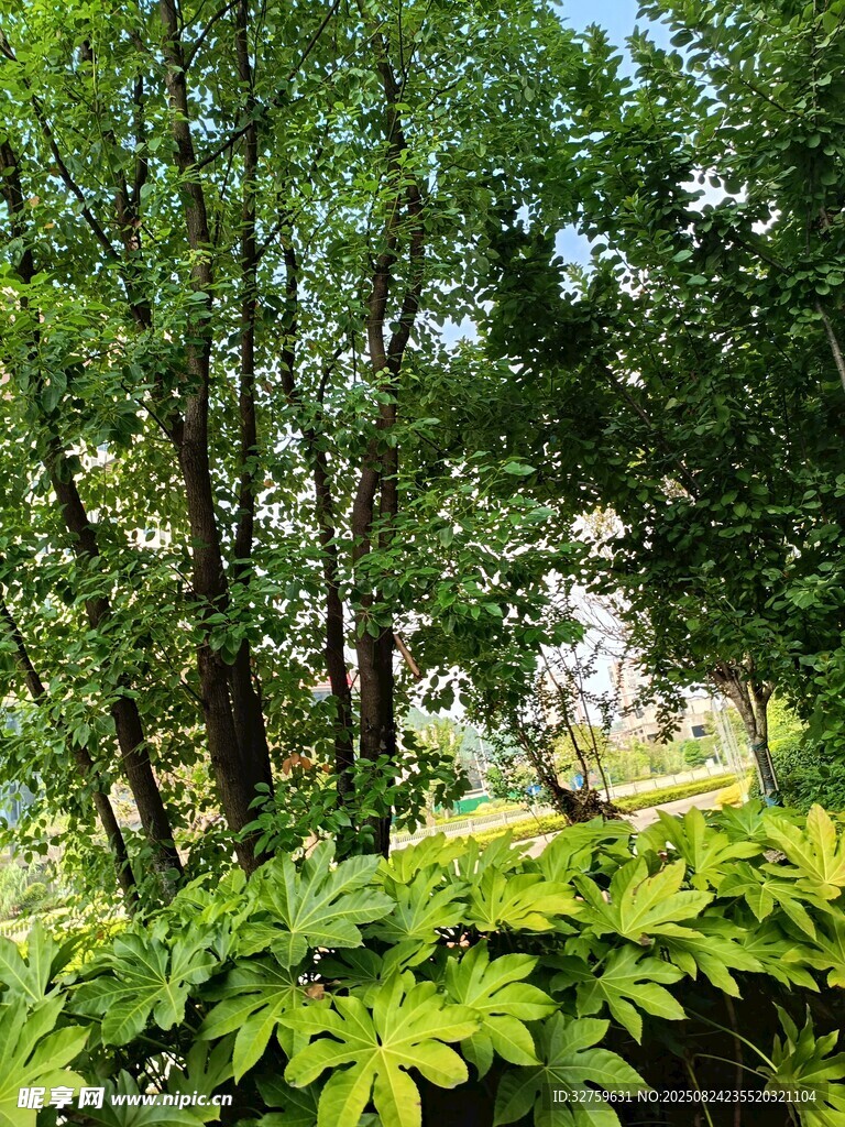 绿意盎然的树林景观