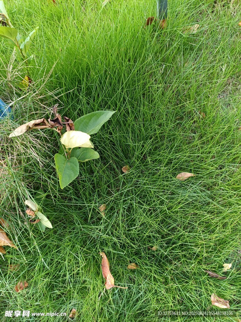 草丛中的绿叶与枯叶