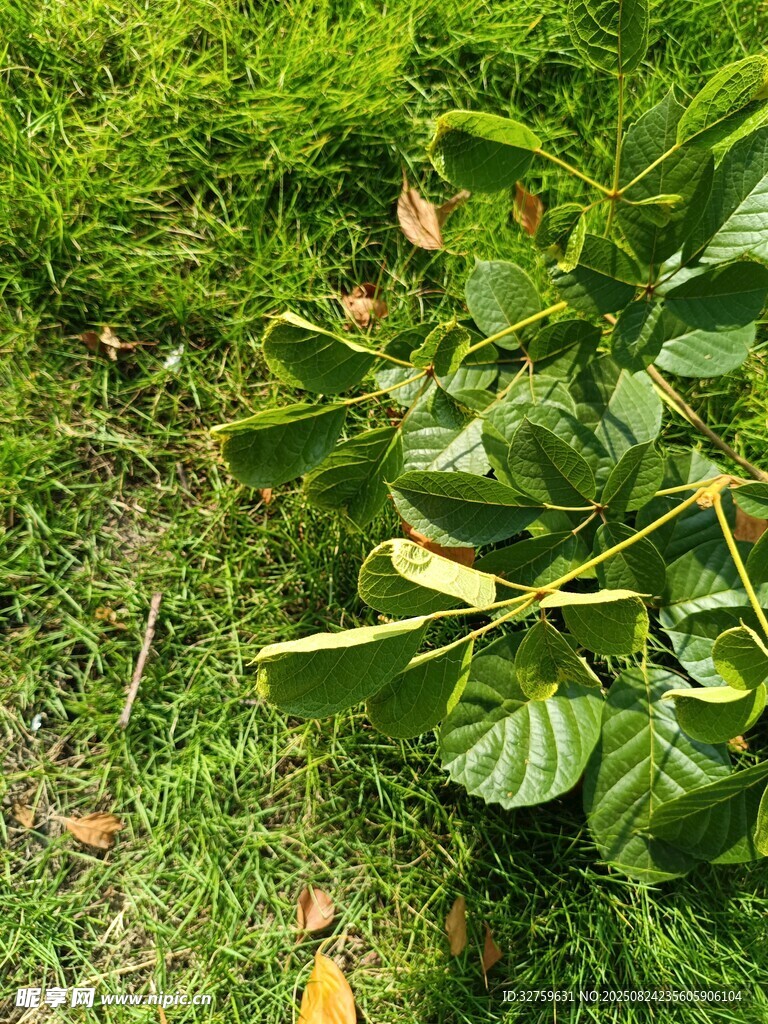 绿叶繁茂的地面植物景观