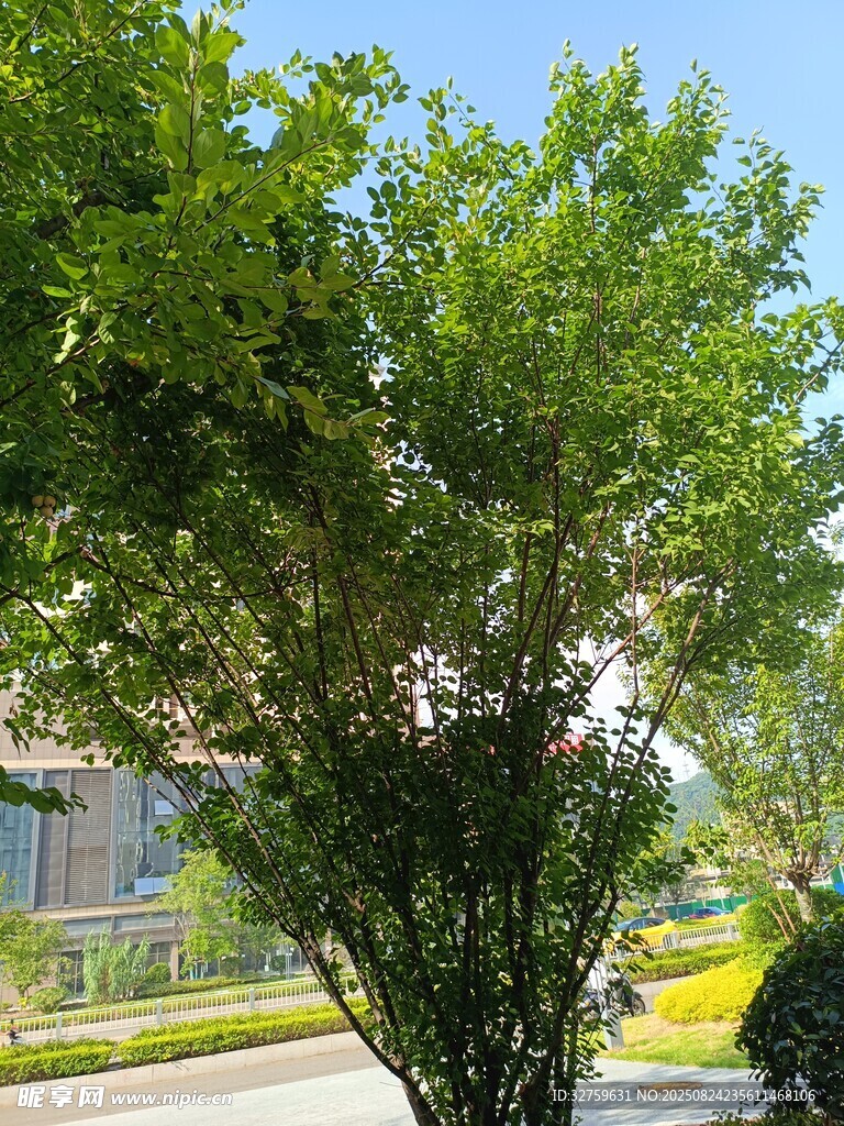路边绿树成荫的景象