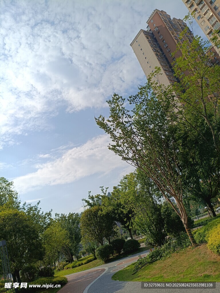 城市中的林荫小路与高楼