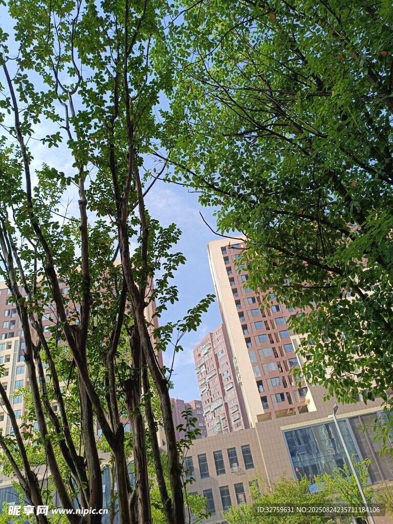 城市中林立树木与高楼