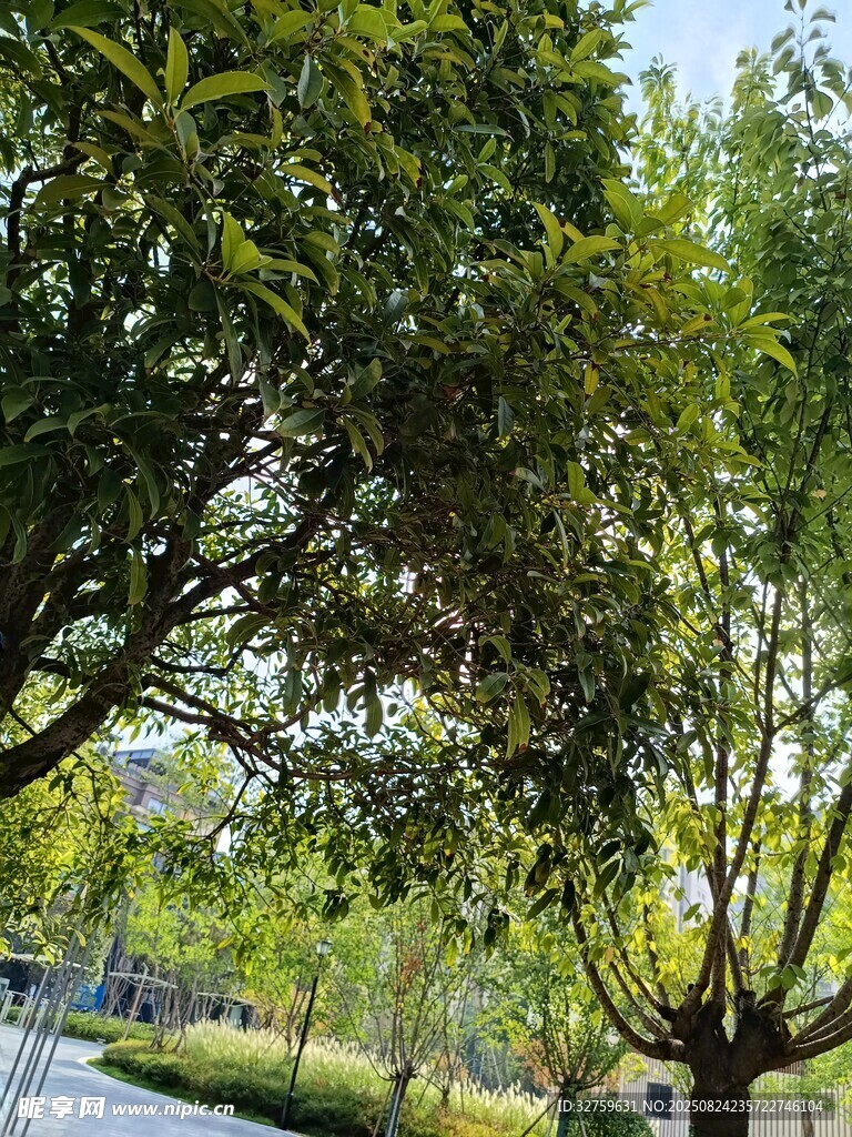 路边葱郁树木风景