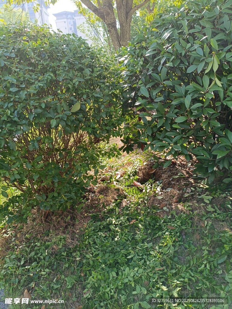 繁茂绿植景观