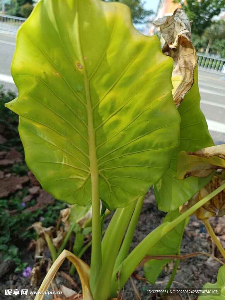翠绿海芋叶片特写