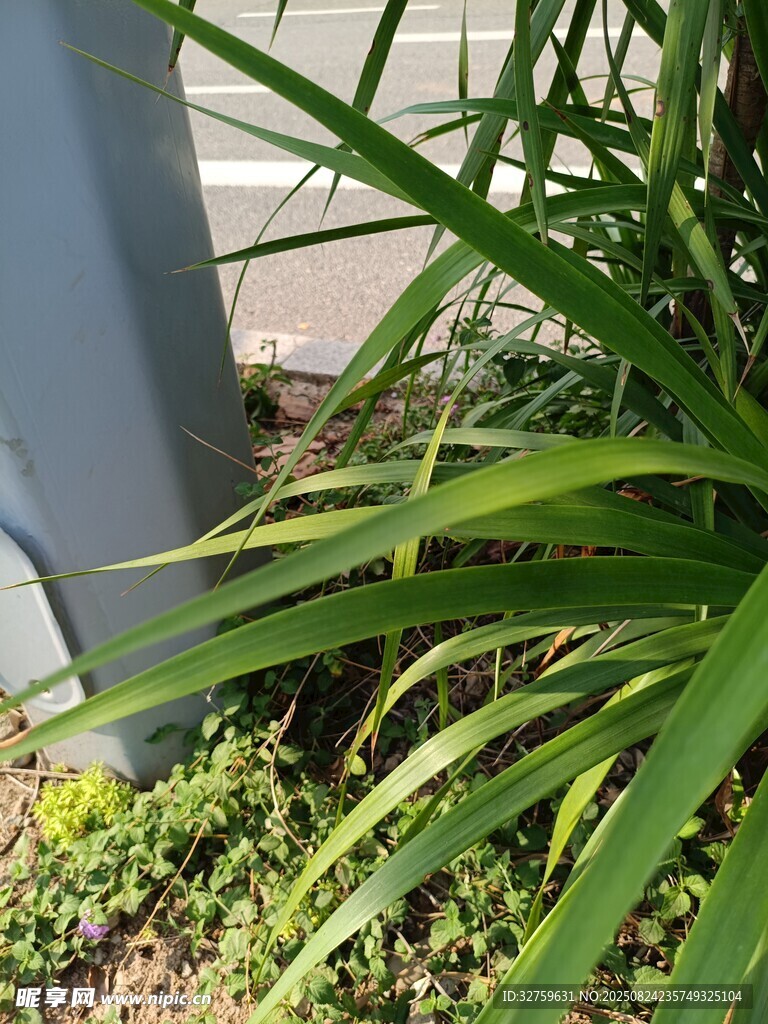 绿叶植物特写