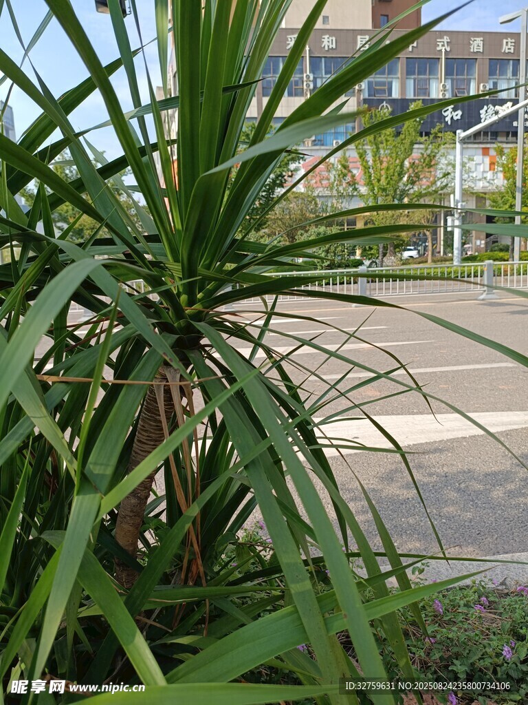 户外绿植特写