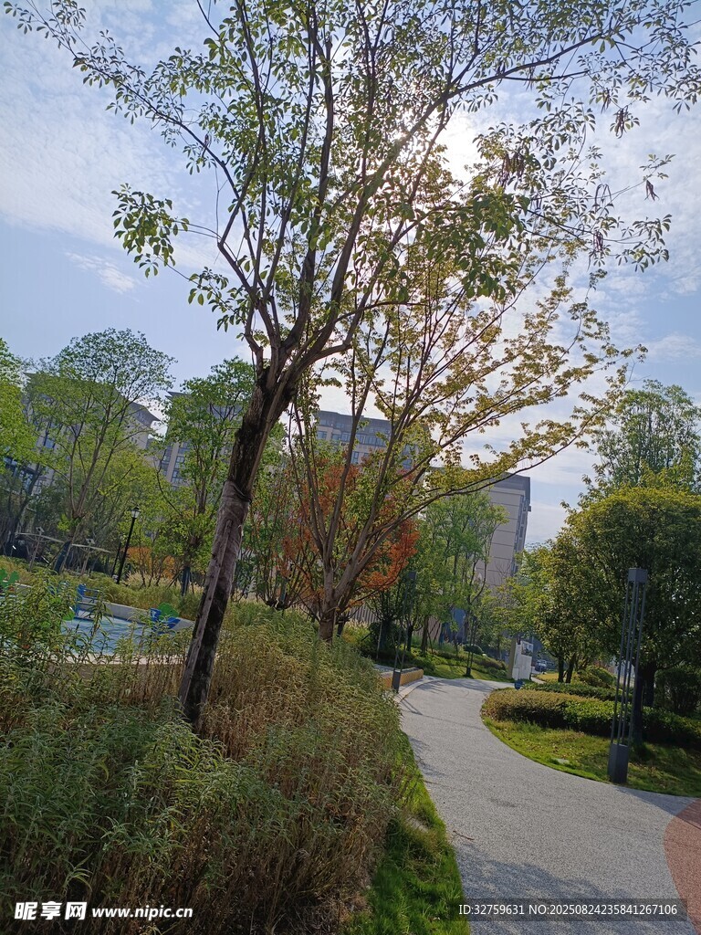 公园林间小径自然景致
