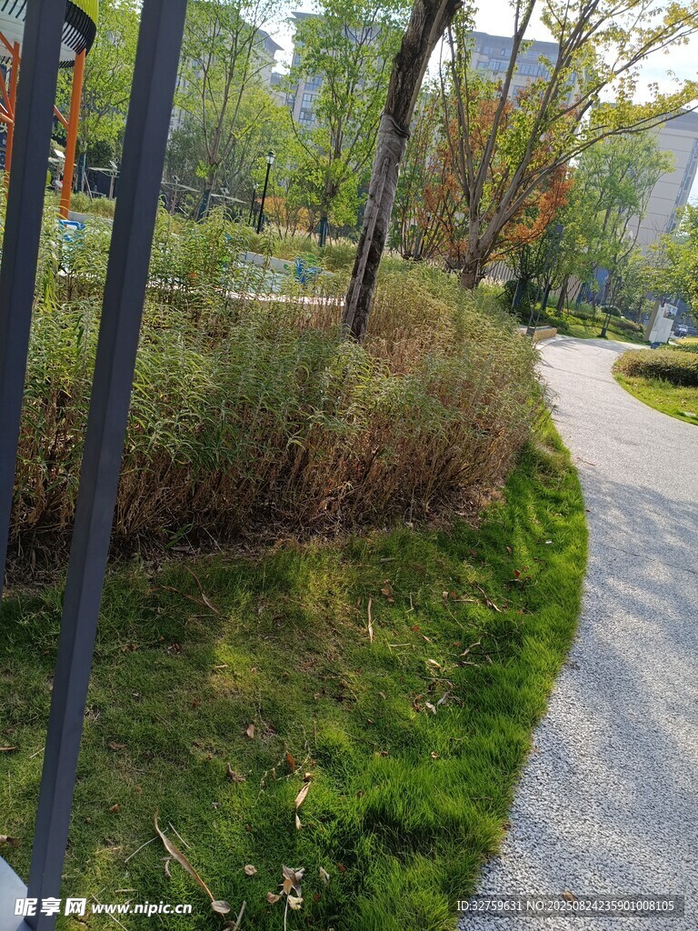 城市中的宁静林荫小道