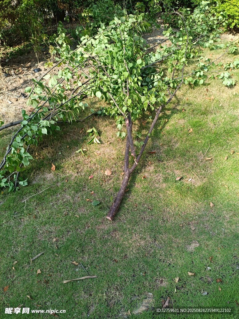户外绿植小树的自然景象