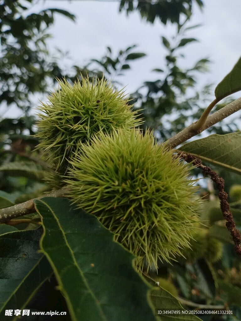 枝头带刺的新鲜板栗