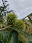 枝头的带刺板栗果实