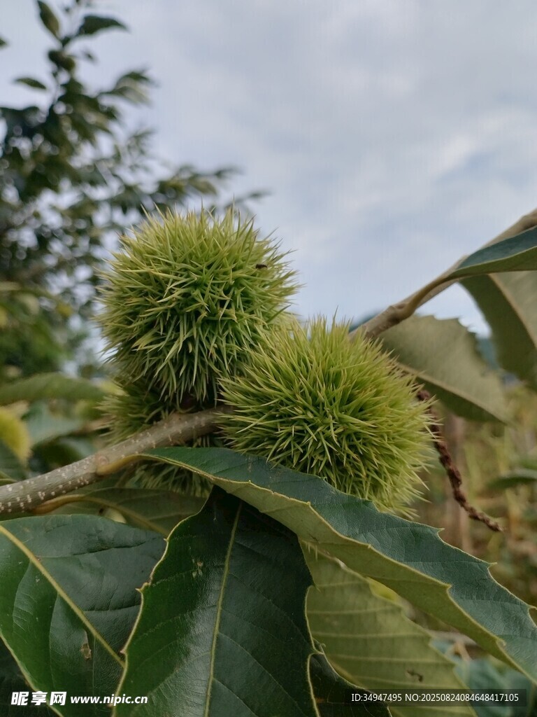 枝头的带刺板栗果实