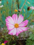 粉色花儿放于绿野