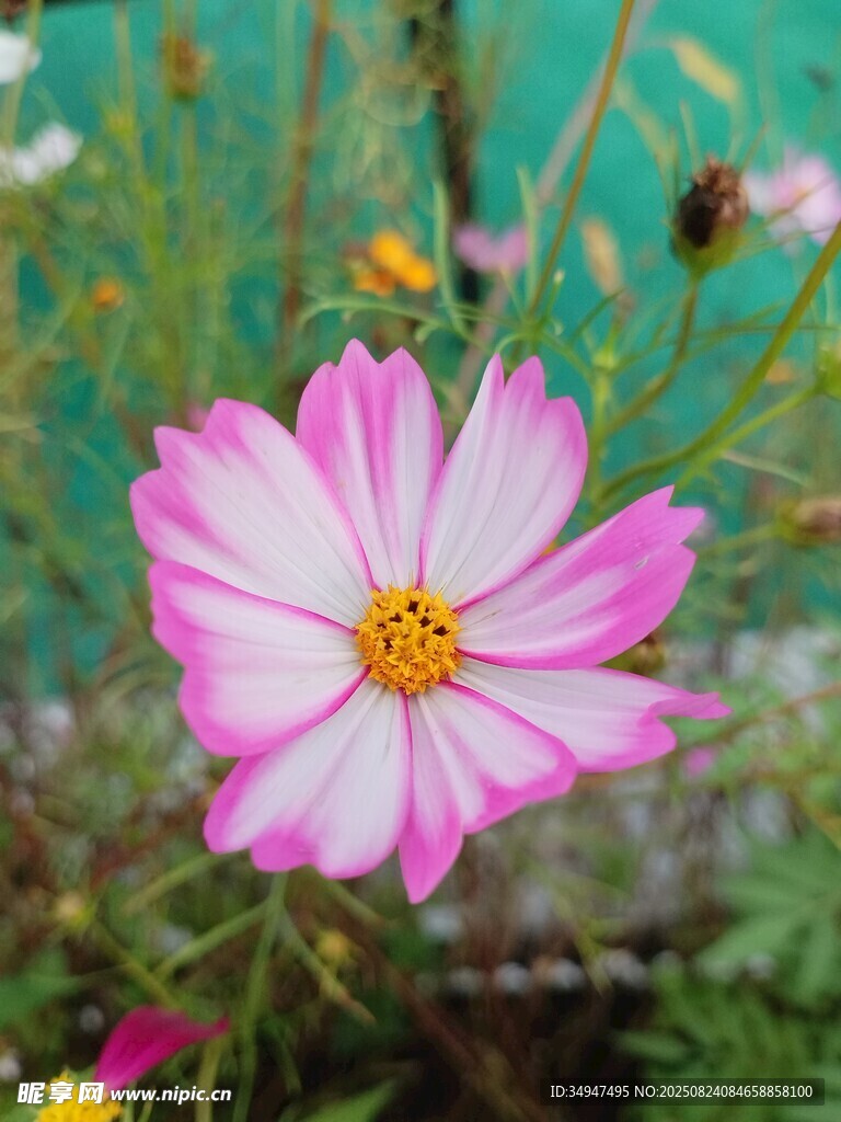 粉色花儿放于绿野