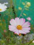 花儿