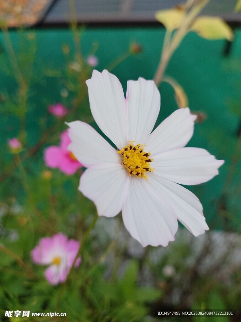 花儿绽放