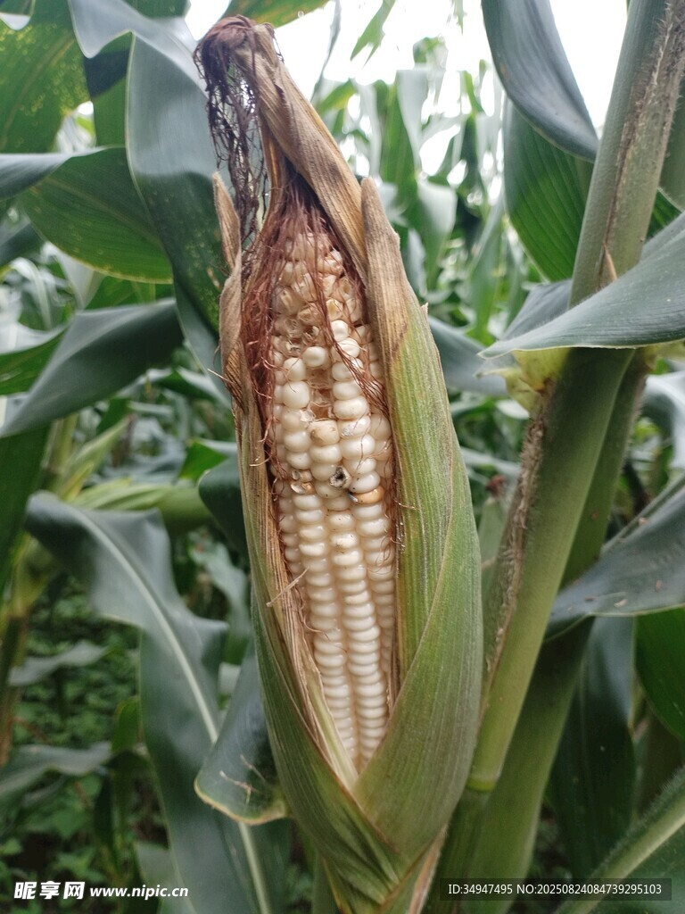 成熟玉米棒特写