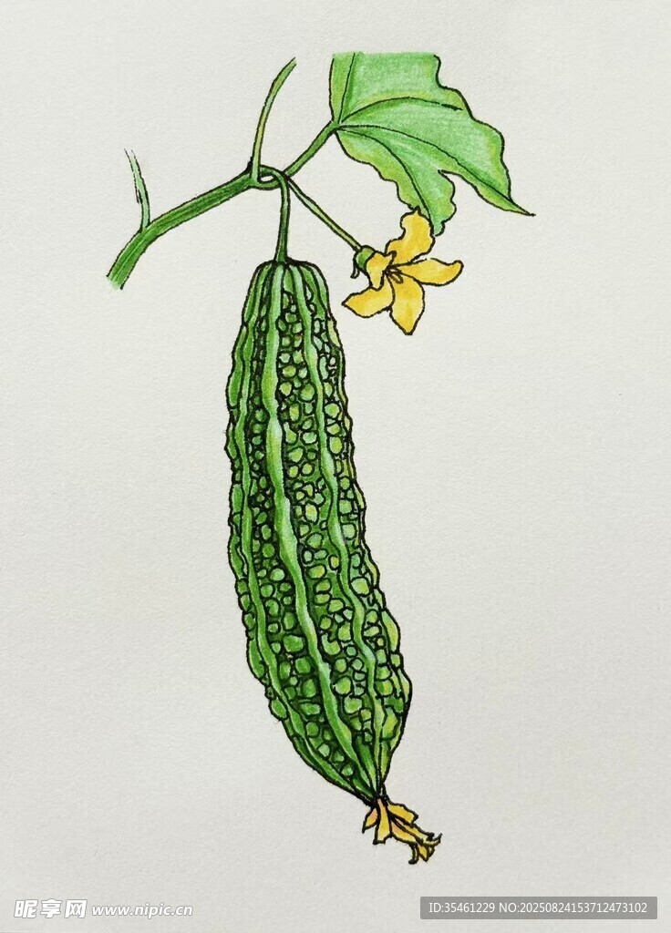 手绘带花的翠绿苦瓜