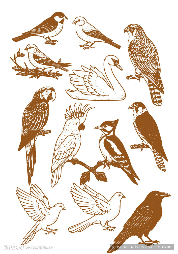 鸟类插画
