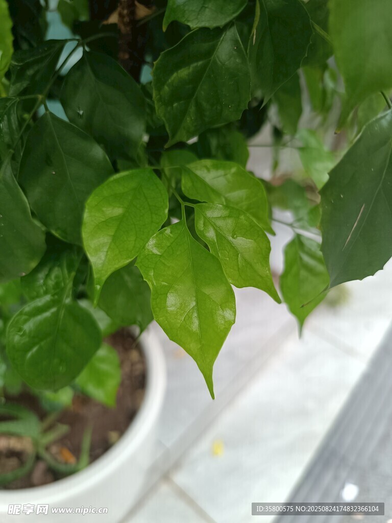 盆栽绿植特写