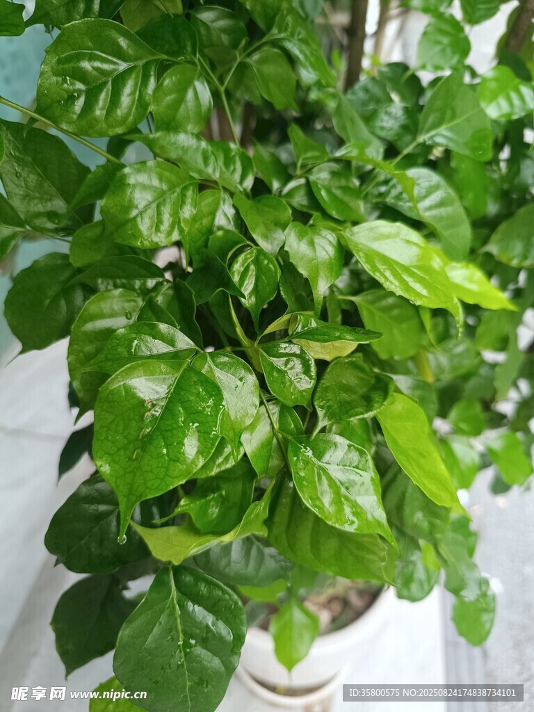 翠绿繁茂的室内绿植盆栽
