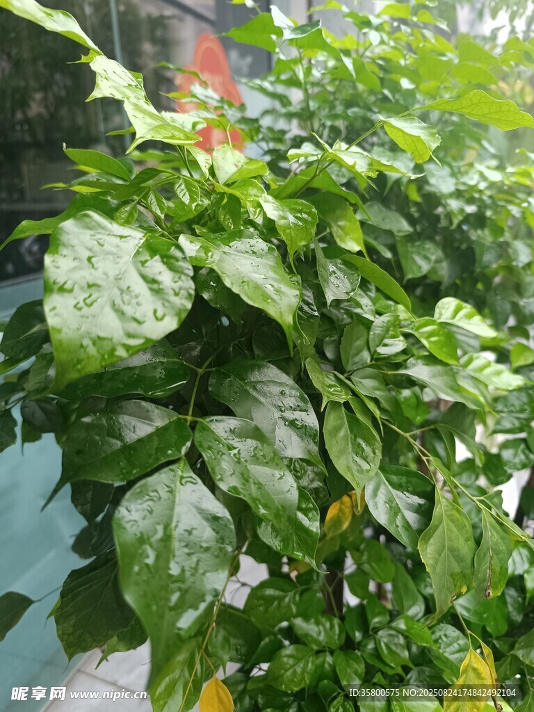 绿叶繁茂的植物景观