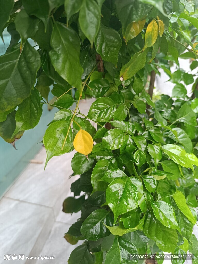 绿叶间的黄色花朵