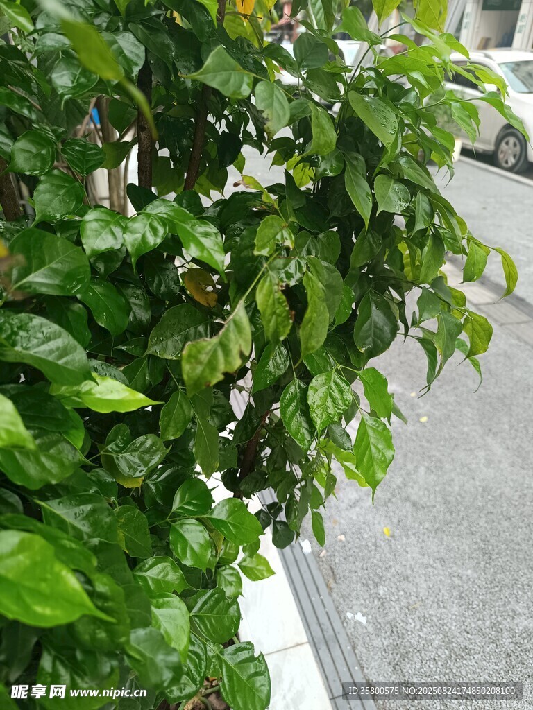 路边翠绿繁茂的绿植