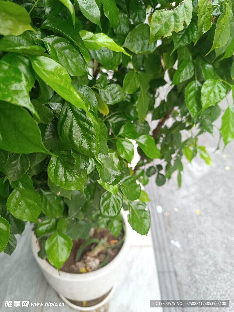 室内绿植盆栽