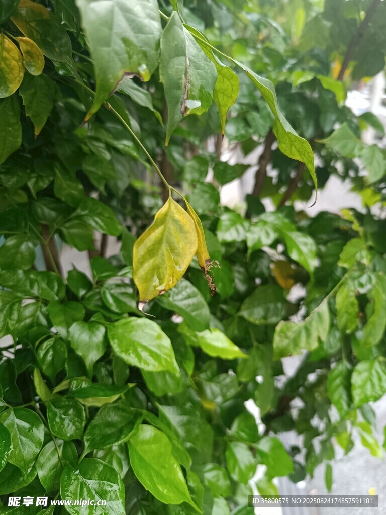 绿叶间的黄色叶片特写