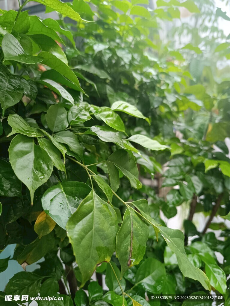 繁茂绿植 
