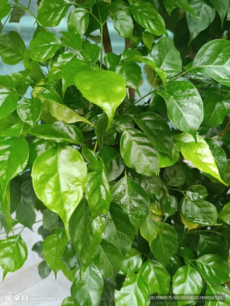 翠绿繁茂的植物叶片