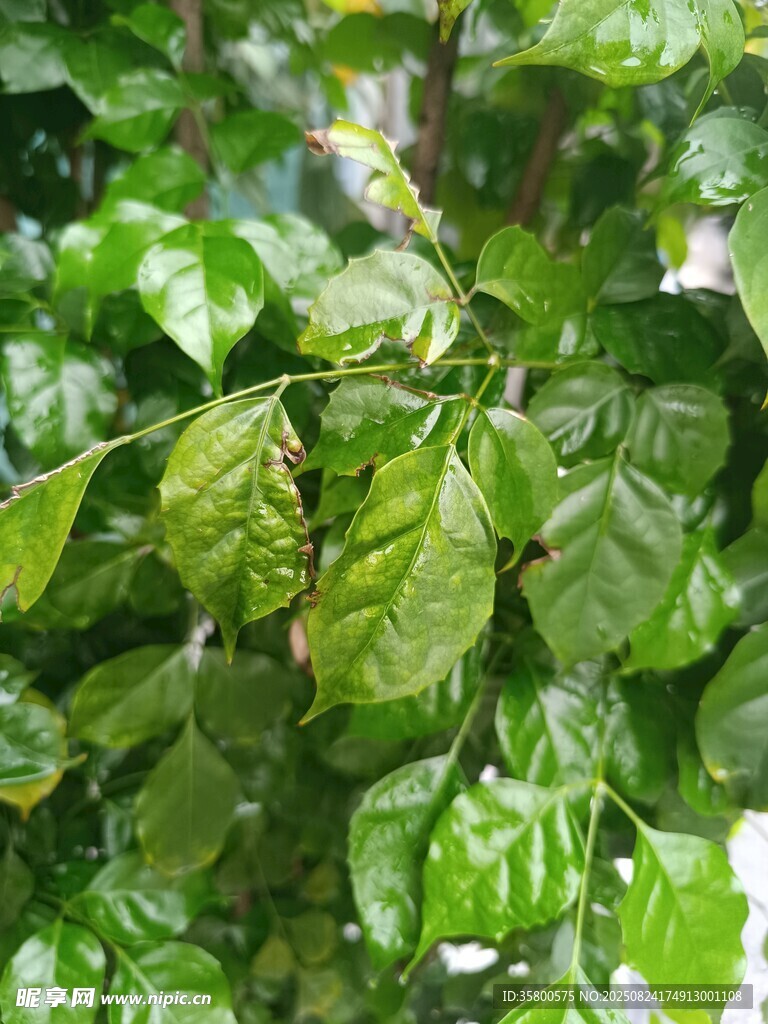 翠绿繁茂的咖啡树叶片