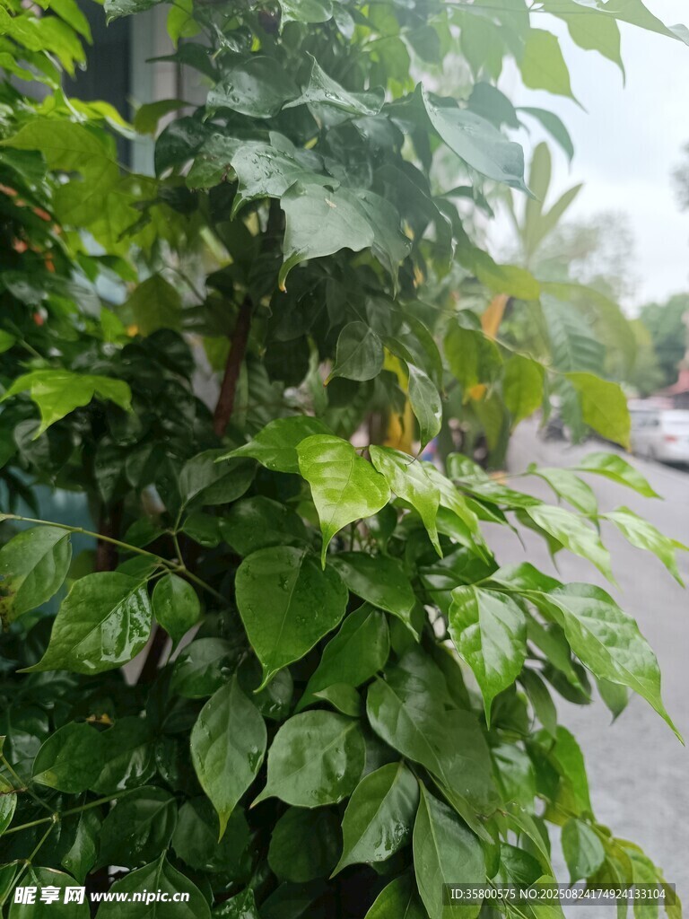 翠绿繁茂的室内绿植景观
