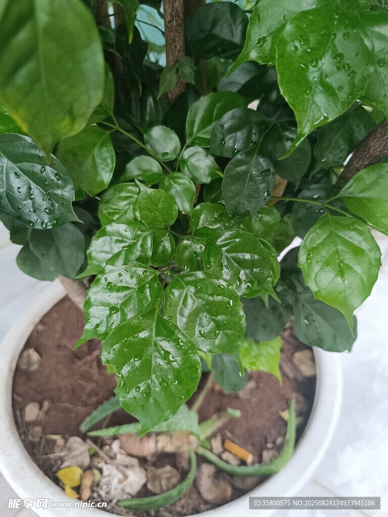 盆栽绿植生机勃勃