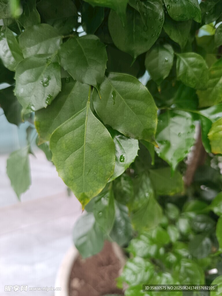 翠绿叶片特写
