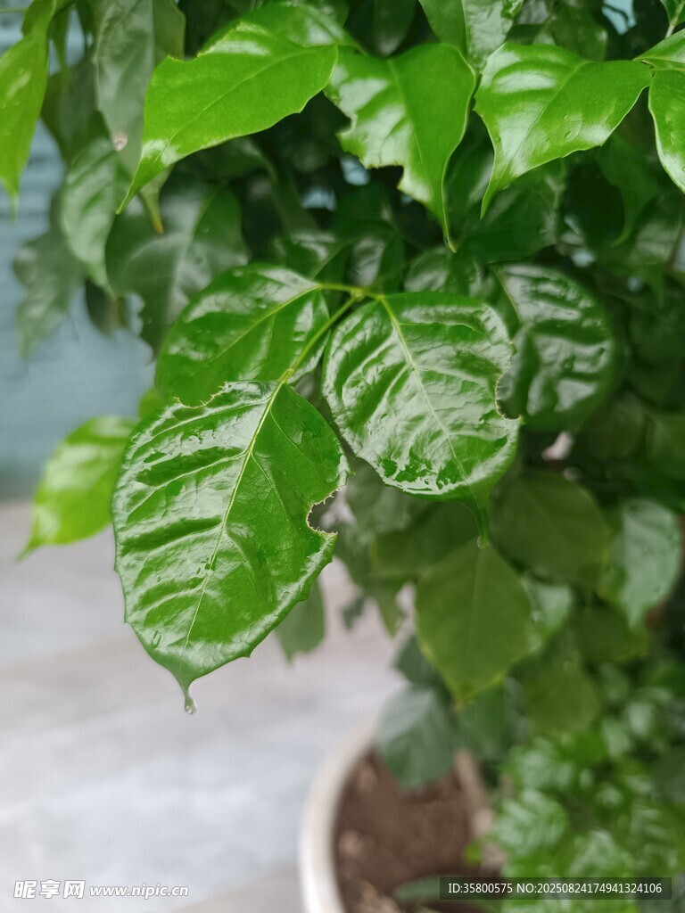 翠绿斑纹绿植特写