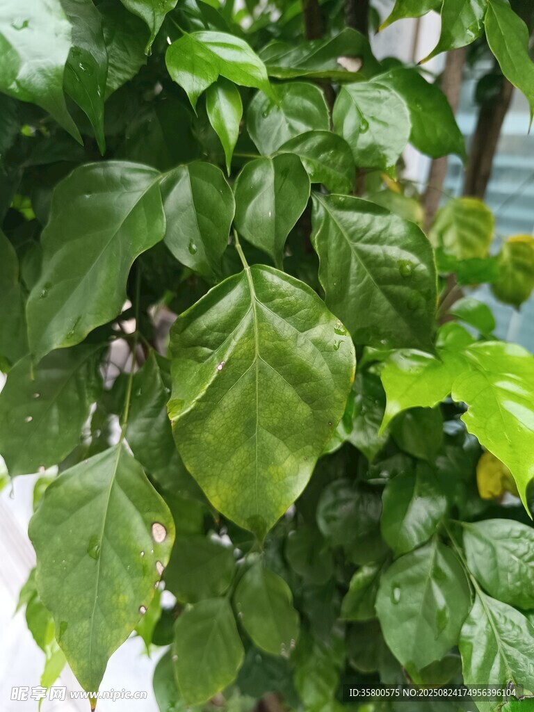 翠绿繁茂的植物枝叶