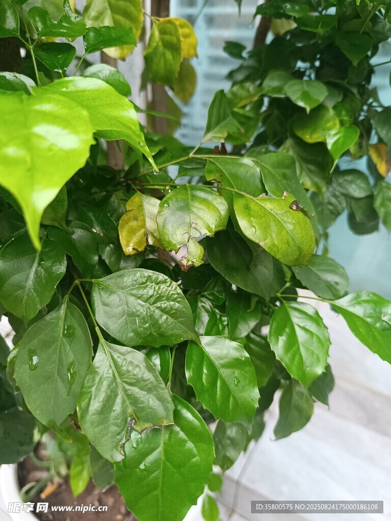 翠绿繁茂的室内绿植盆栽