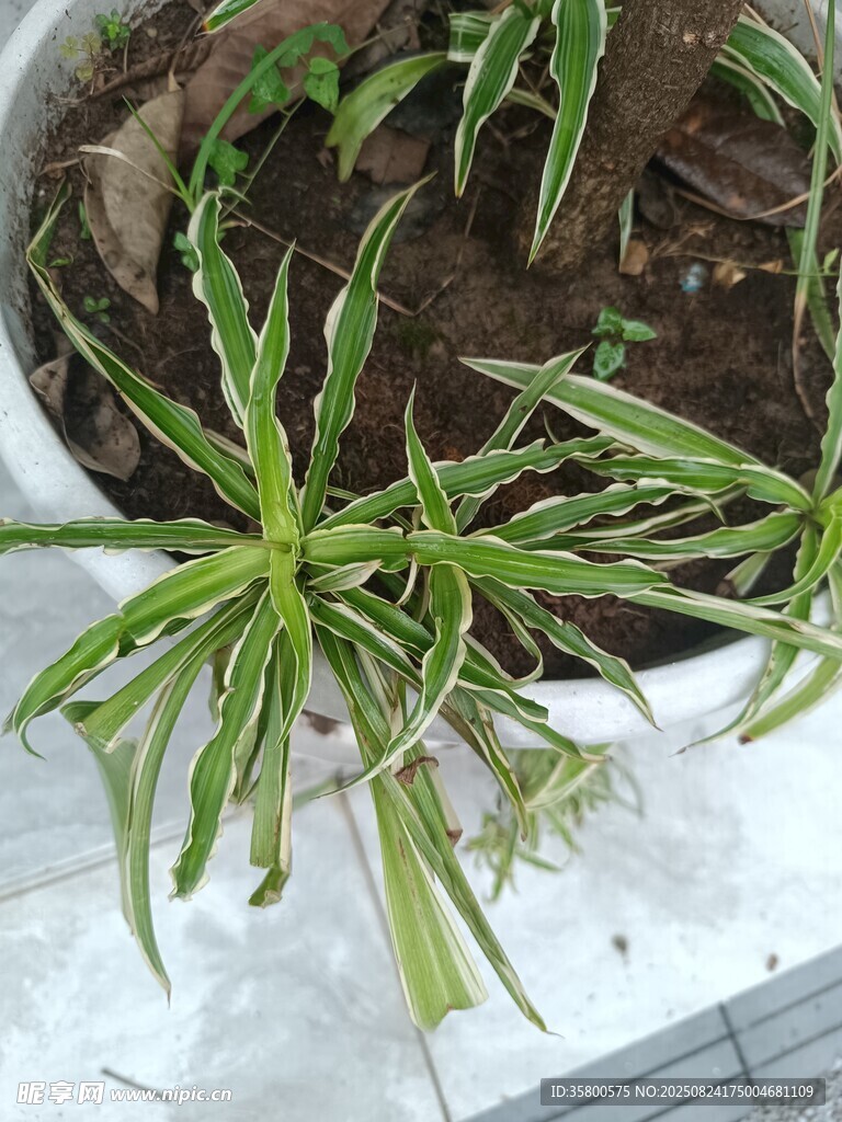 盆栽绿植特写