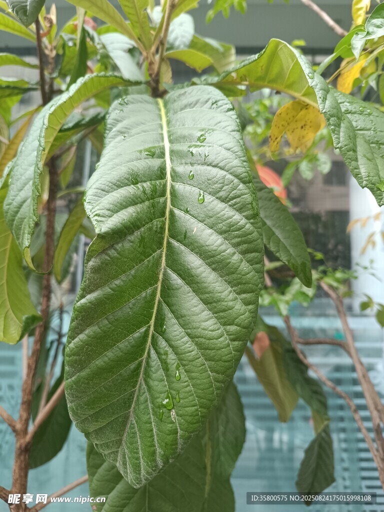 翠绿大叶片植物特写