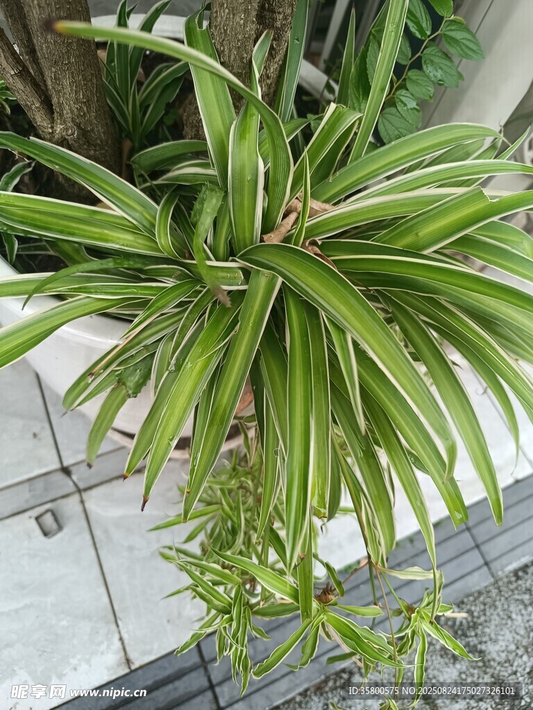 翠绿吊兰生机盎然