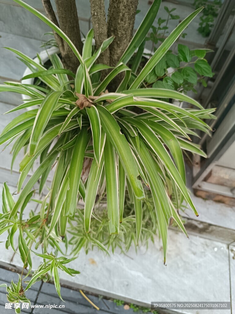 悬挂绿植 