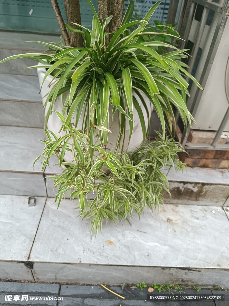 垂吊绿植装点户外角落