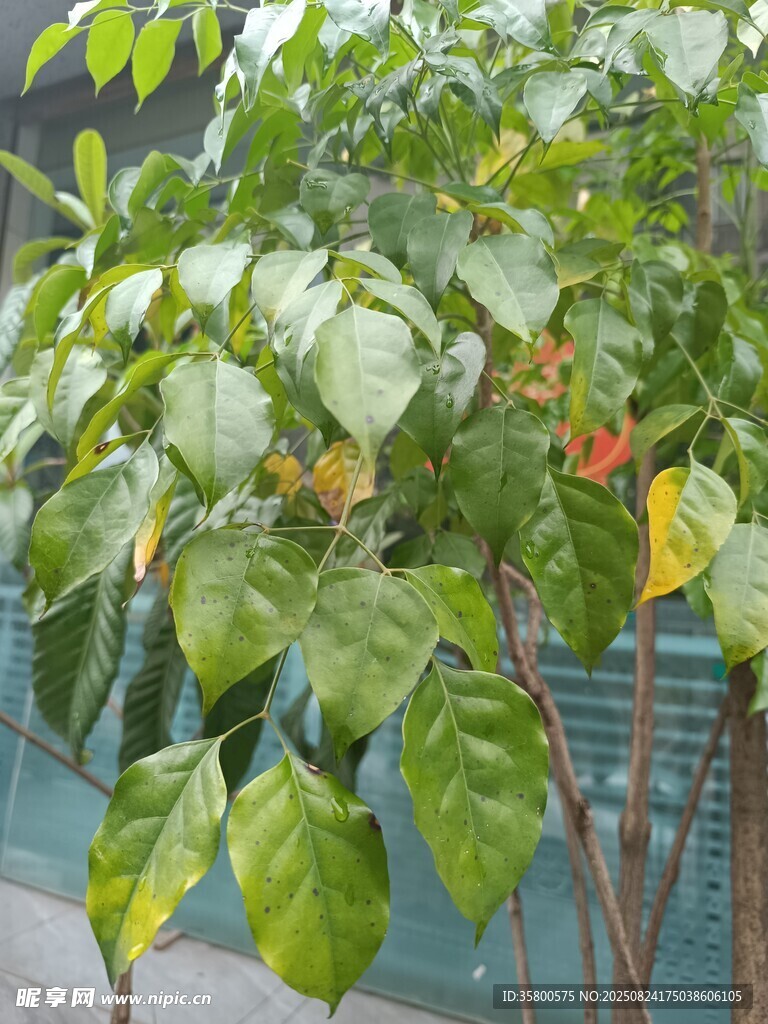 绿叶间的多彩果实