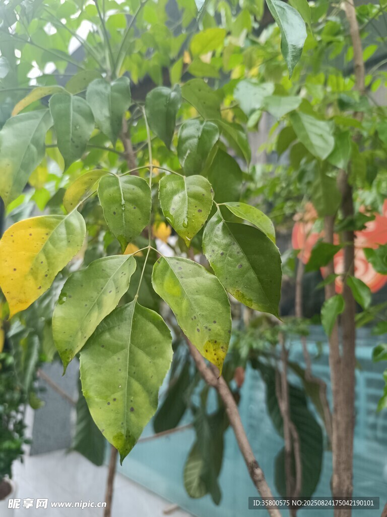 绿叶繁茂的植物景观